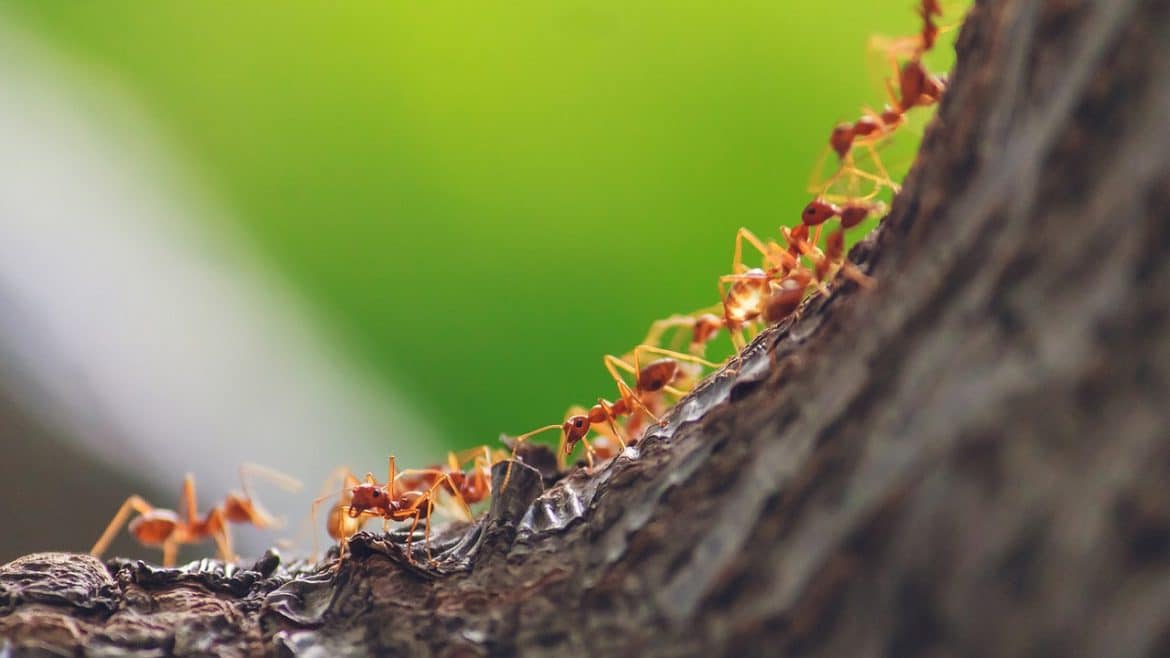 Comment éliminer les fourmis du potager ? : l'astuce du jardinier