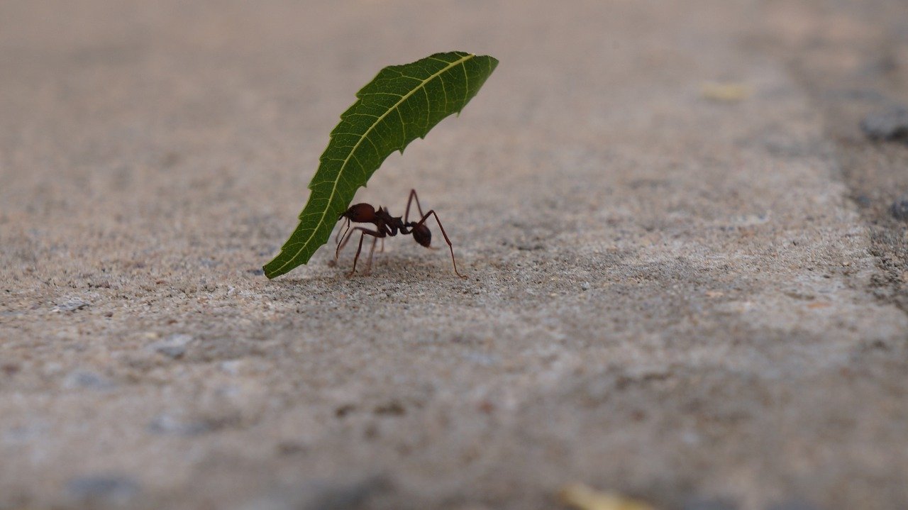 Comment éliminer les fourmis du potager ? : l'astuce du jardinier