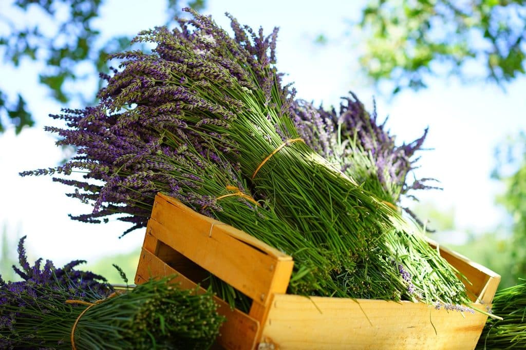 quand planter la lavande