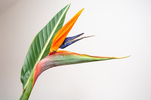 plante d'intérieur haute