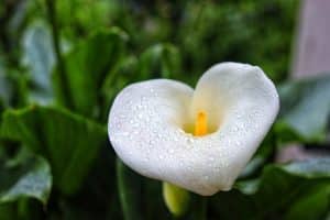 plantes d intérieur photos et noms