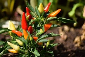 plantes d intérieur photos et noms