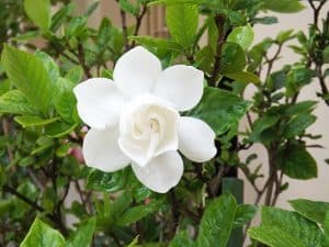 plantes d intérieur photos et noms