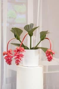 plantes d intérieur photos et noms