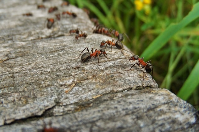 comment se débarrasser des fourmis