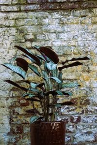 plante d'intérieur haute