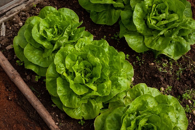 modele de jardin potager