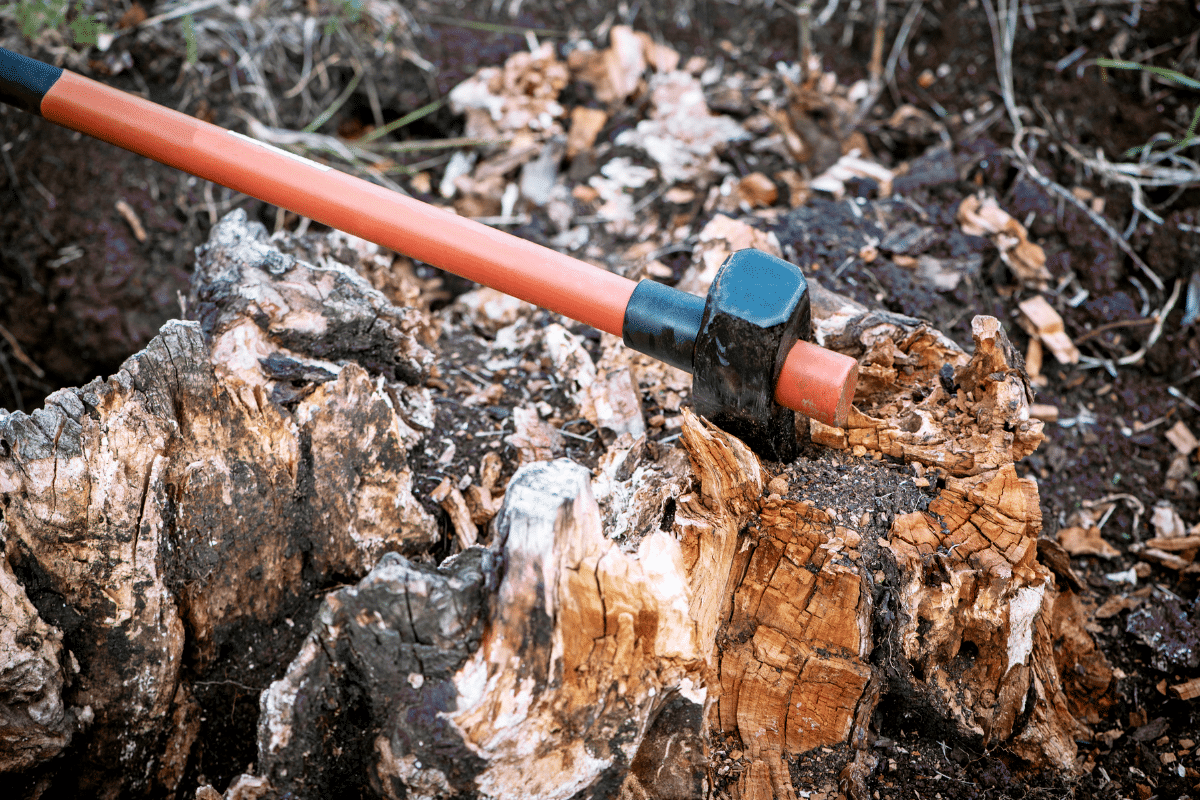 Comment éliminer simplement une souche d'arbre