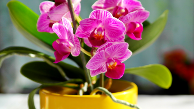 Orchidées