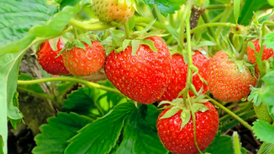 Fraisiers au jardin