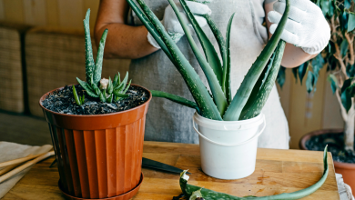 bouture d'aloe vera