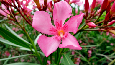 laurier rose