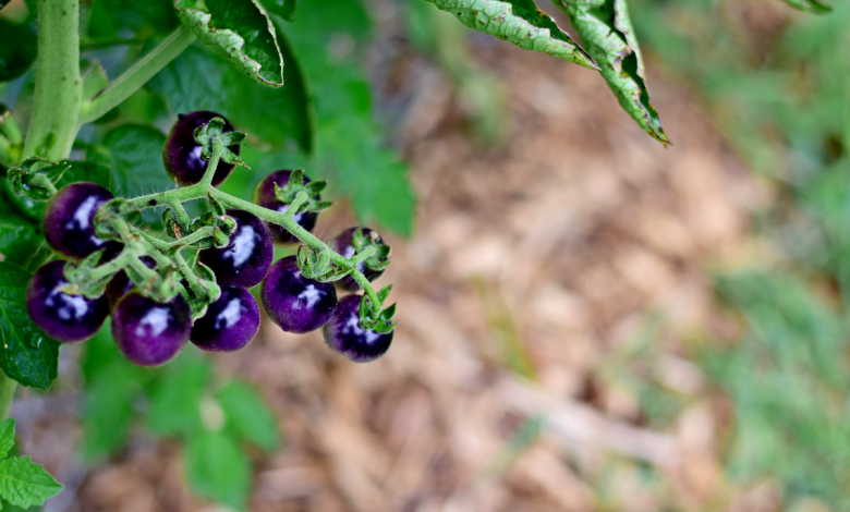 tomate bleu