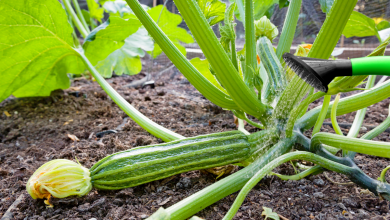 arroser plante de courgette