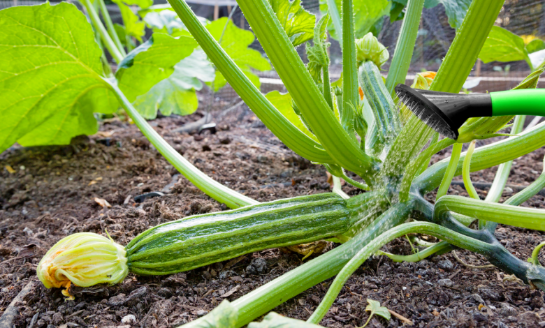 arroser plante de courgette