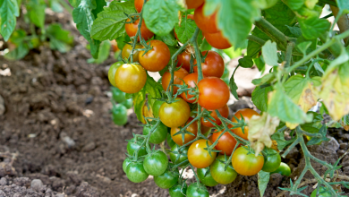 feuilles jaunes des tomates