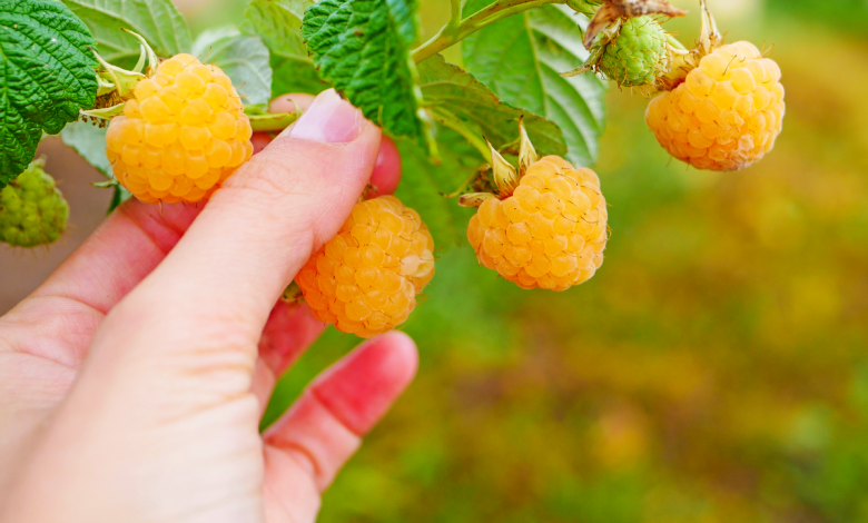 framboise jaune