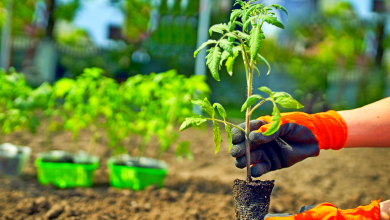 plant de tomate