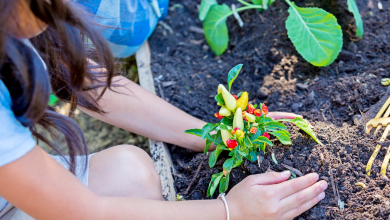 plants pour le potager