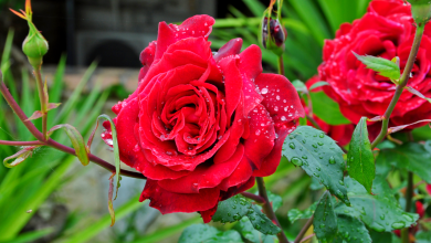 rosier sous la pluie