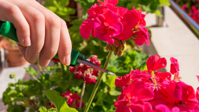 tailler un géranium au jardin