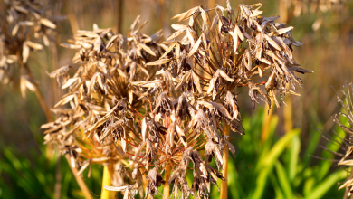 Fleurs fanées des agapanthes