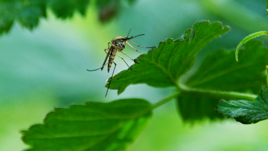 Moustique sur une feuille