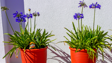 agapanthes en pot