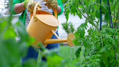 arroser les plants de tomates