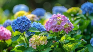 Des hortensias qui refusent de fleurir ? Découvrez nos astuces pour un jardin éclatant