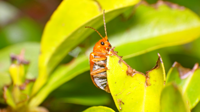 des insectes au jardin