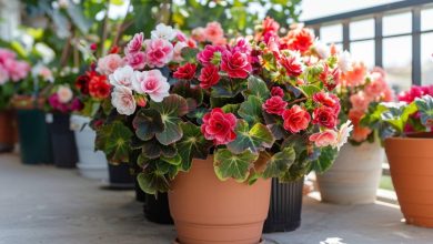 Bégonias en pot : 6 règles d'or pour une floraison abondante et magnifique