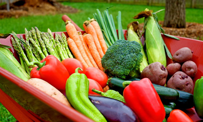 legume au potager