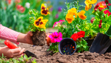 planter des fleurs