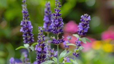 La lavande : la plante à planter en juin pour un jardin parfumé