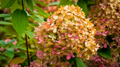 Fleurs fanées des hortensias