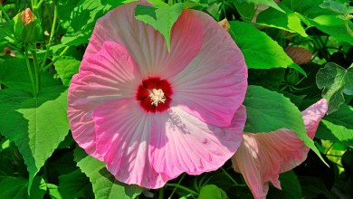 hibiscus des marais