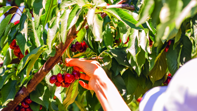 récolte des cerises