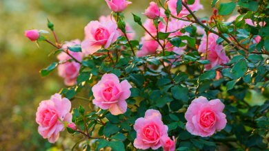 rosiers au jardin