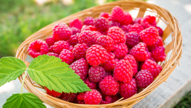 Belle récolte de framboises