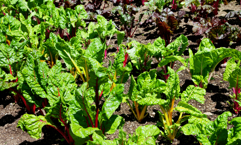 Le seul légume qui reste frais quand tout le reste grille sous le soleil