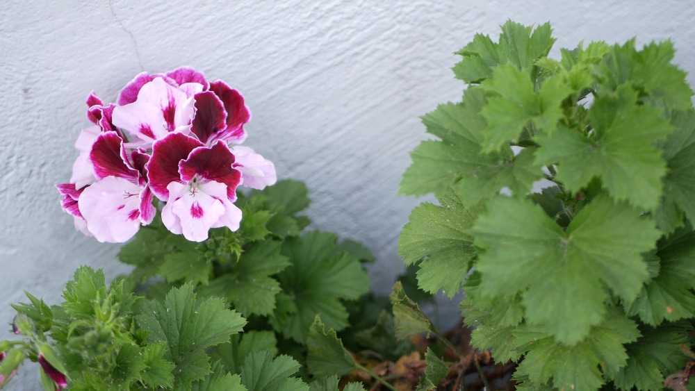 Comment profiter pleinement du potentiel des géraniums vivaces rustiques