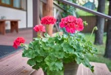 Géraniums vivaces rustiques