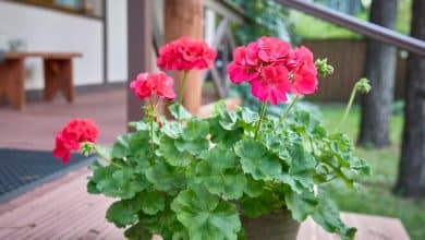 Géraniums vivaces rustiques