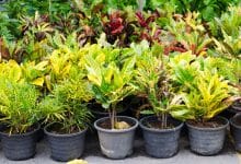Plantes pour bassin de jardin