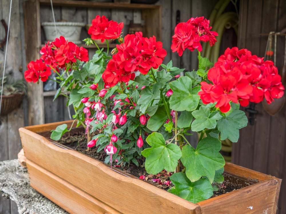 Pourquoi choisir des géraniums vivaces rustiques pour son jardin