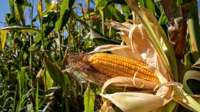 Les étapes clés de la culture du maïs