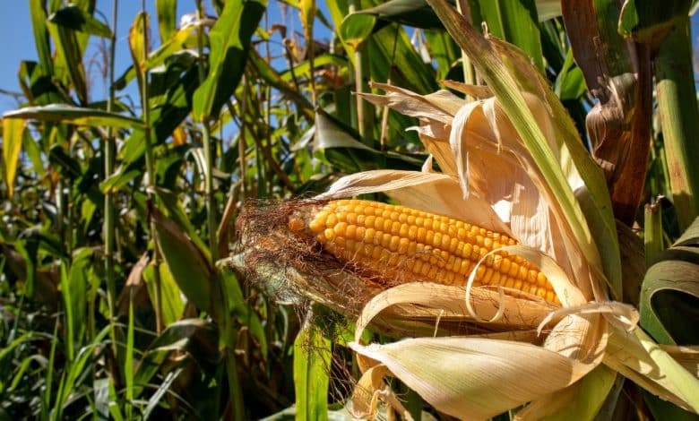 Les étapes clés de la culture du maïs