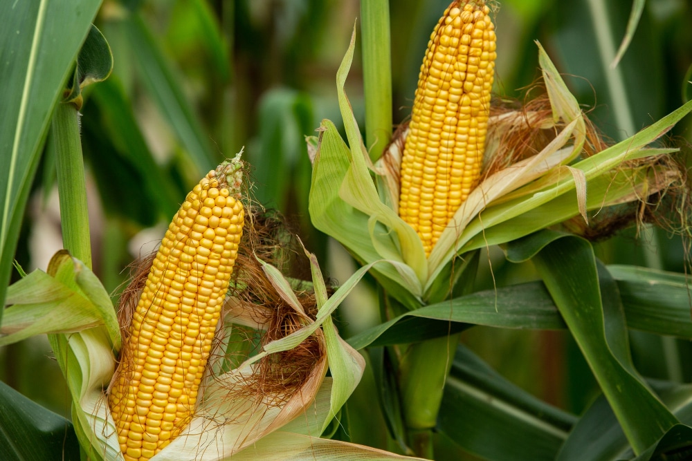 Préparer le terrain et choisir ses semences