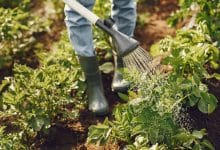 Aménager un potager productif toute l’année